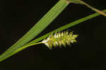 Pale sedge